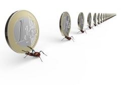 Des fourmis et des pices