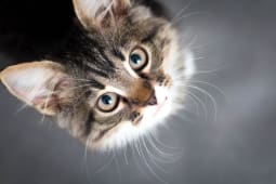 Journe du chat