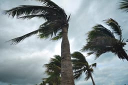 Palmiers pendant un ouragan