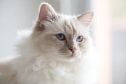 chat