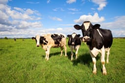 vache, campagne, pr
