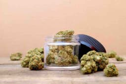 Du cannabis