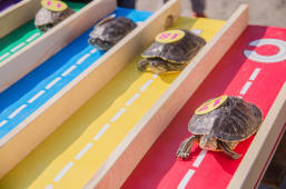 Course de tortues