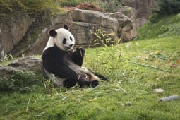 Panda Zoo de Beauval