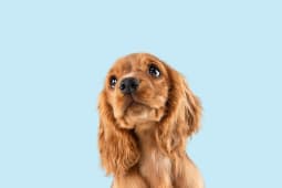 Chien