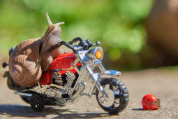 Escargot moto