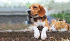 Assurance chien et chat