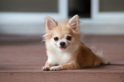 Quelles sont les races de chiens les plus chres  assurer ?
