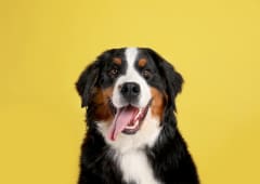 Un chien qui tire la langue.