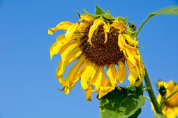 tournesol