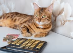Un chat avec des billets et des pices.