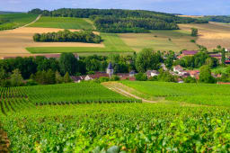 Collines avec des vignobles � Urville, vignobles de champagne � Cote des Bar, Aube, sud de Champagne, France