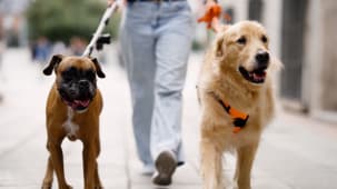 Deux chiens marchent en laisse avec une personne en ville.