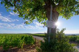 panneau d'information du vignoble de Verdigny dans les collines du village de Sancerre. Vall&eacute;e de la Loire