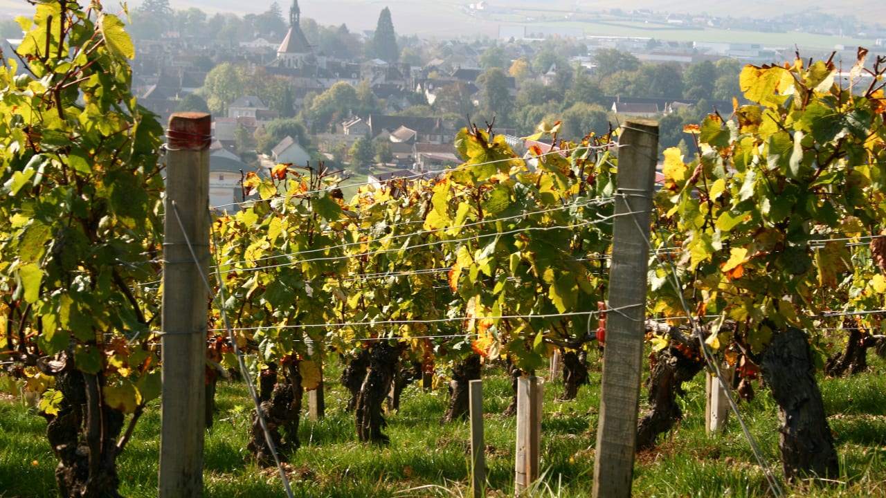 Vignoble de Chablis, Auxerre, Sens... Où vivent les plus riches contribuables de l'Yonne ?