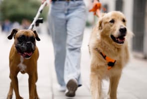 Deux chiens marchent en laisse avec une personne en ville.