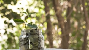 Un bocal de pièces dans la forêt