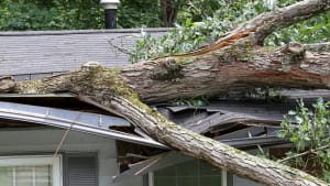 Un arbre tomb  cause d'une tempte, sur le toit d'une maison.