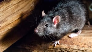 Le rat noir, également connu sous le nom de rat de navire, rat de toit ou rat de maison.
