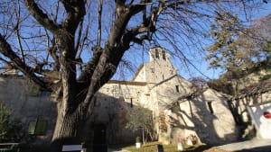 Vieil arbre devant une �glise en pierre sous le soleil. Saint Martin les eaux