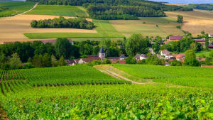 Collines avec des vignobles � Urville, vignobles de champagne � Cote des Bar, Aube, sud de Champagne, France