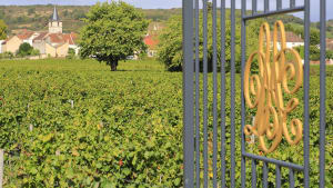 Vignes verdoyantes, portail en fer forg�, village et �glise.