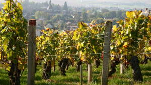 Chablis grand cru