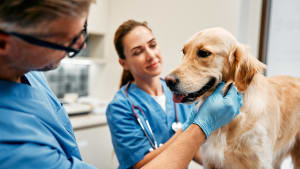 Un chien lors d'un examen dans une clinique vétérinaire.