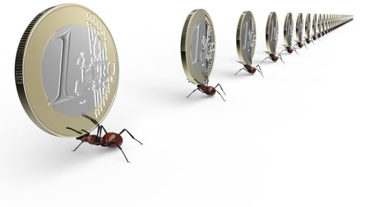 Des fourmis et des pices