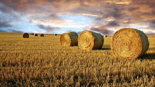 foin, champs