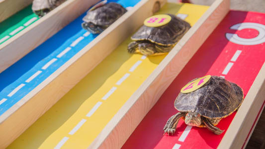 Course de tortues