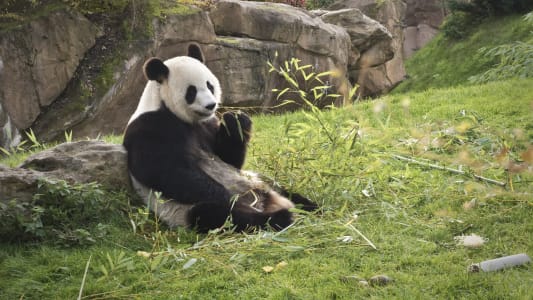 Panda Zoo de Beauval