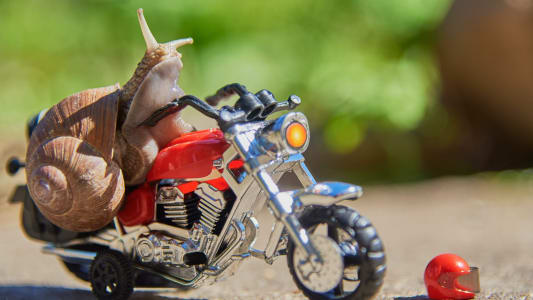 Escargot moto