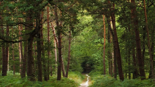 Office national des for�ts