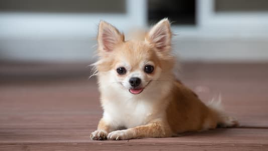 Quelles sont les races de chiens les plus chres  assurer ?