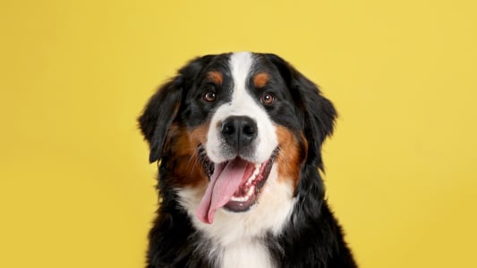 Un chien qui tire la langue.