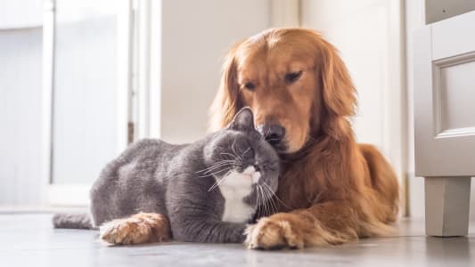 Un chien et un chat.