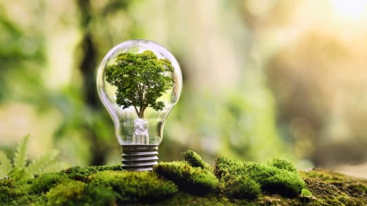 Un arbre  l'intrieur d'une ampoule.