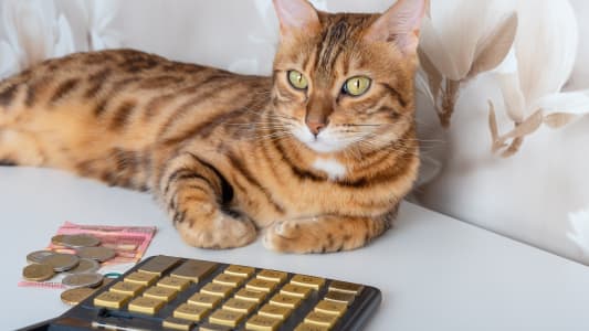 Un chat avec des billets et des pièces.