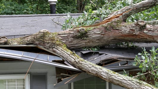 Un arbre tomb  cause d'une tempte, sur le toit d'une maison.