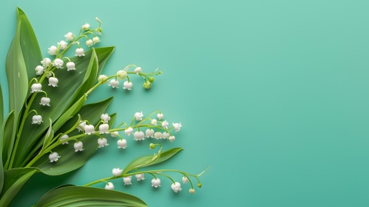 Brins de muguet blanc sur fond vert pastel.