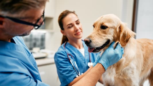 Un chien lors d'un examen dans une clinique vétérinaire.