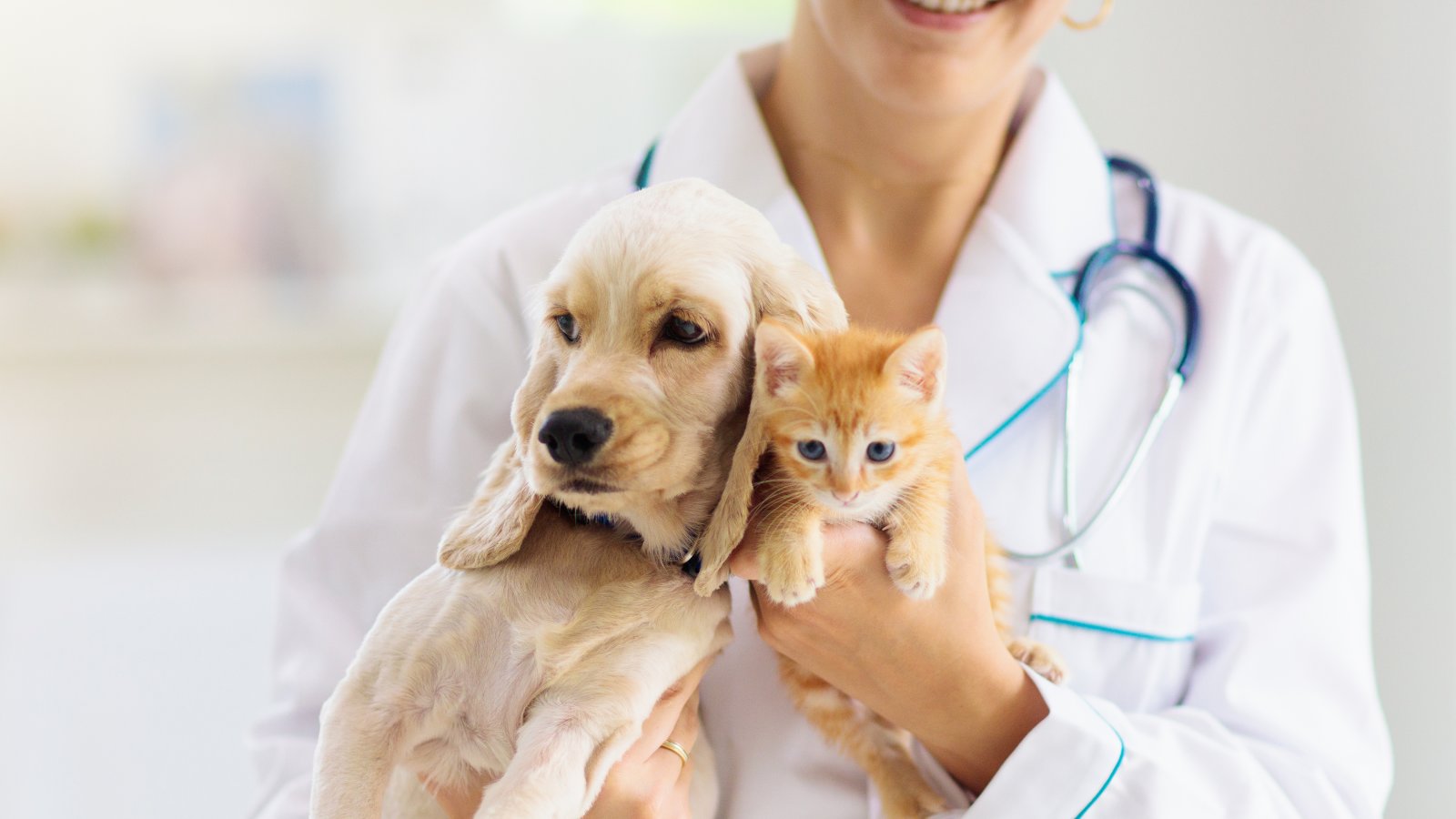 Assurance pour chien ou chat : ce qui change en 2026