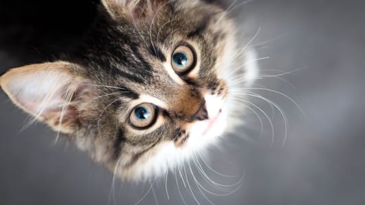Journe du chat