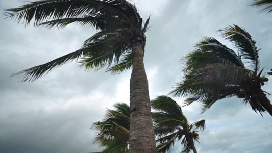 Palmiers pendant un ouragan