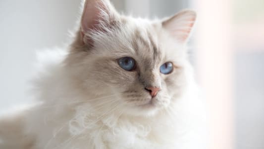 chat