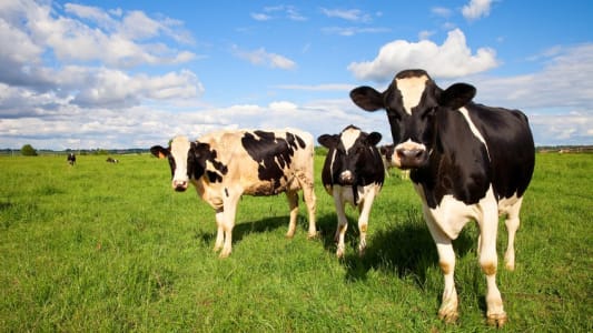 vache, campagne, pr
