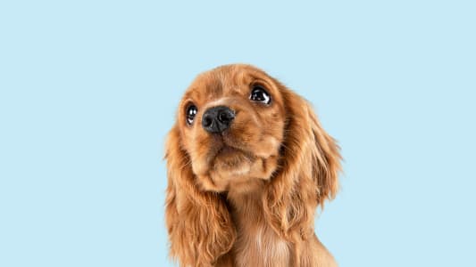 Chien