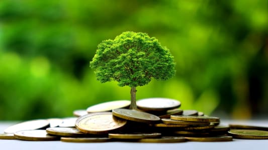 arbre sur des euros