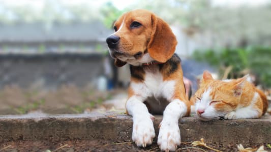 Assurance chien et chat